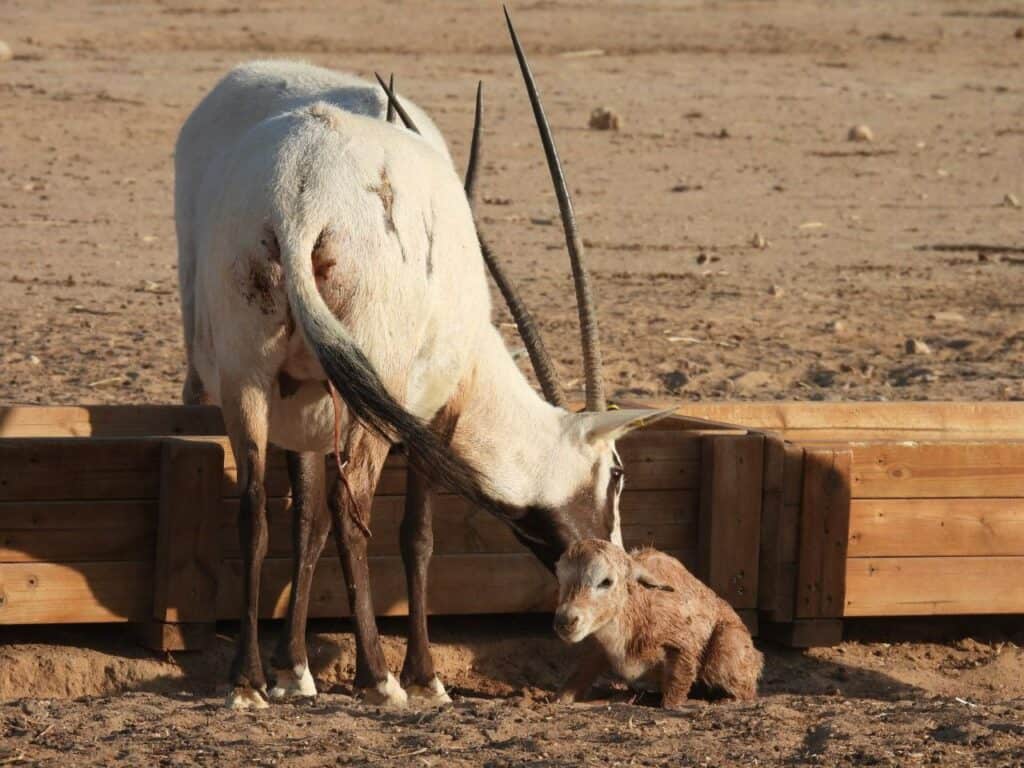 רשות הטבע והגנים