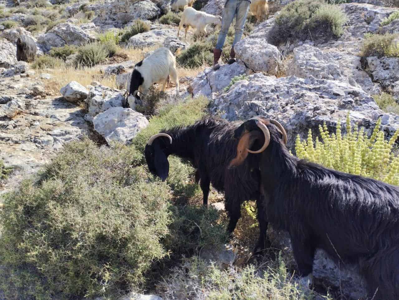 משטרת ישראל